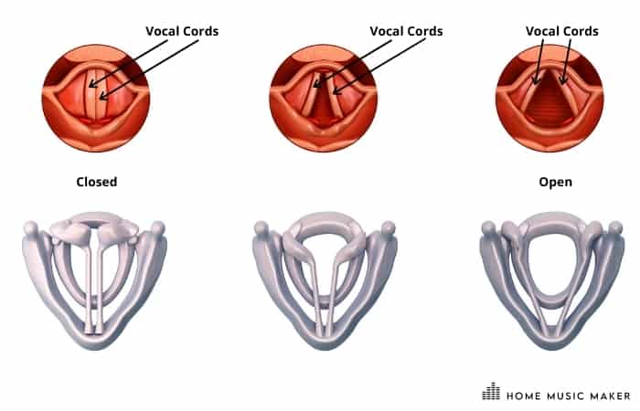 Vocal Cords Illustration =